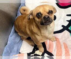 Chug Dogs for adoption in Orange, CA, USA