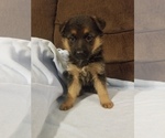 Small Photo #4 German Shepherd Dog Puppy For Sale in TORONTO, OH, USA