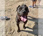 Small #17 American Pit Bull Terrier-Labrador Retriever Mix