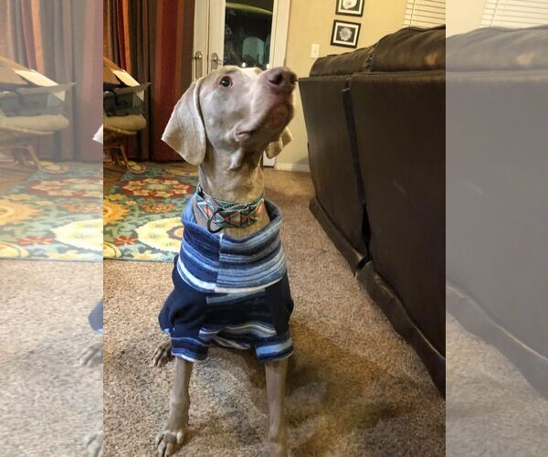 Medium Photo #5 Weimaraner Puppy For Sale in Fountain , CO, USA