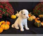 Puppy 2 Portuguese Water Dog