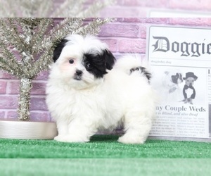 Mal-Shi Puppy for sale in BEL AIR, MD, USA
