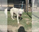 Small #5 Anatolian Shepherd Mix
