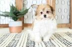 Small Photo #1 Papichon Puppy For Sale in NAPLES, FL, USA