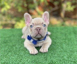 French Bulldog Puppy for sale in PALM BAY, FL, USA