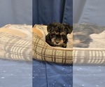 Small #12 Yorkshire Terrier