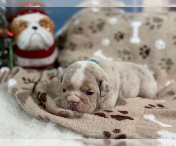 Medium Photo #4 English Bulldog Puppy For Sale in OOLOGAH, OK, USA