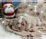Small #3 English Bulldog