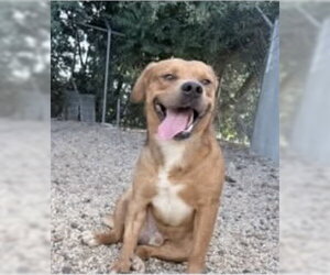 American Pit Bull Terrier-Unknown Mix Dogs for adoption in Oakhurst, NJ, USA