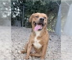 Slugger- looking for his second chance - Male American Pit Bull Terrier-Unknown Mix Dog for Adoption - Small photo