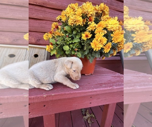 Medium Photo #12 Labrador Retriever Puppy For Sale in LEASBURG, MO, USA