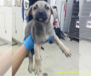 Shepradors Dogs for adoption in Oklahoma City, OK, USA