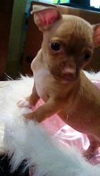 Chihuahua Puppy for sale in BRISTOL, TN, USA