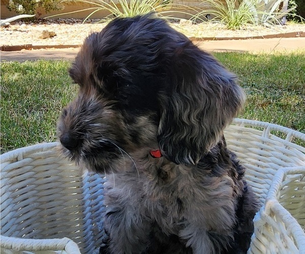 Medium Photo #5 Doodle-Goldendoodle Mix Puppy For Sale in WACO, TX, USA