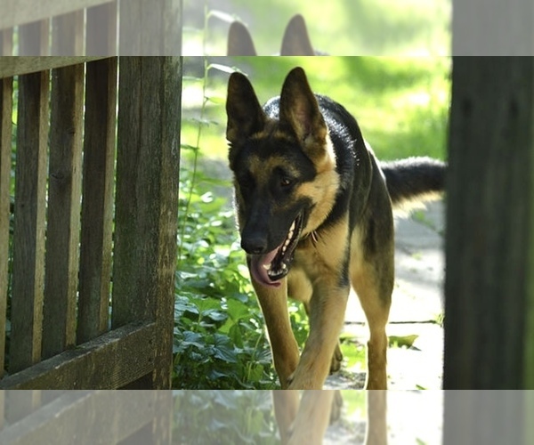 Medium Photo #1 German Shepherd Dog Puppy For Sale in STILLWATER, MN, USA