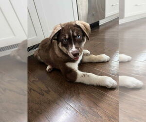 Huskies -Unknown Mix Dogs for adoption in Wyoming, MI, USA