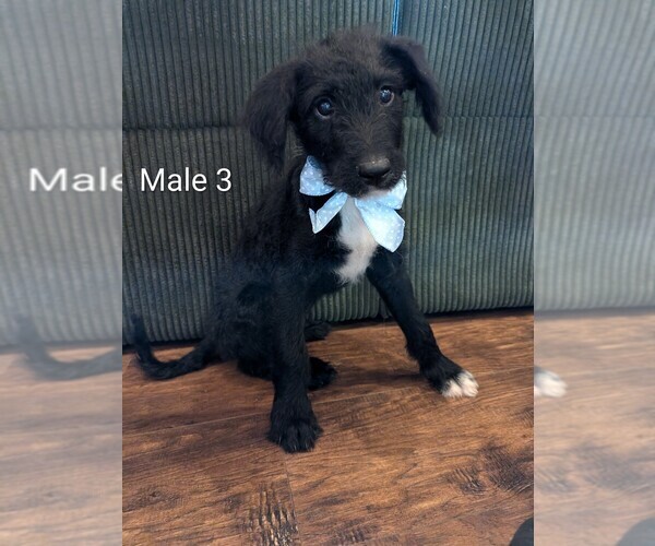 Medium Photo #1 Aussiedoodle-Labradoodle Mix Puppy For Sale in COLD SPRGS HI, KY, USA