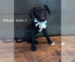 Puppy Puppy 3 Aussiedoodle-Labradoodle Mix