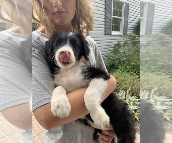 Medium Photo #6 Bordoodle Puppy For Sale in CRESTON, OH, USA