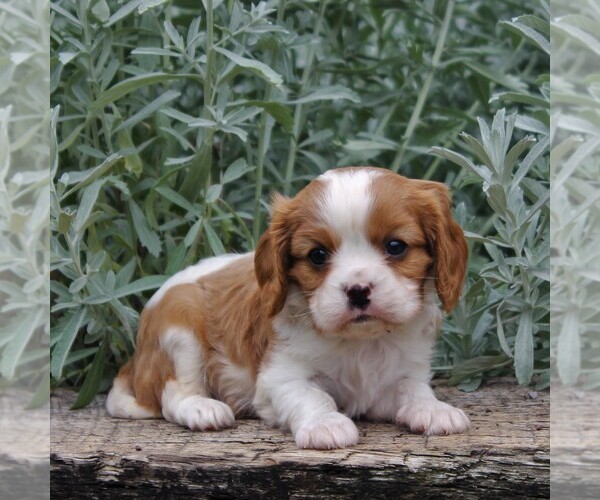 Medium Photo #4 Cavalier King Charles Spaniel Puppy For Sale in GAP, PA, USA