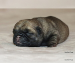 Small Photo #11 Pug Puppy For Sale in WINNSBORO, TX, USA