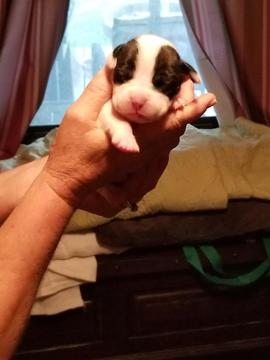 Medium Photo #1 Boxer Puppy For Sale in JUSTIN, TX, USA