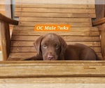 Small Photo #48 Labrador Retriever Puppy For Sale in EDGEWOOD, TX, USA