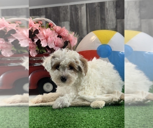 Medium Photo #4 Poodle (Toy) Puppy For Sale in CANOGA, NY, USA