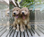 Small #2 Golden Retriever
