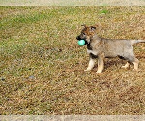 German Shepherd Dog Puppy for sale in FAYETTEVILLE, GA, USA