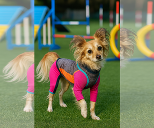 Chion Dogs for adoption in Phoenix, AZ, USA