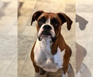 Mother of the Boxer puppies born on 11/27/2025