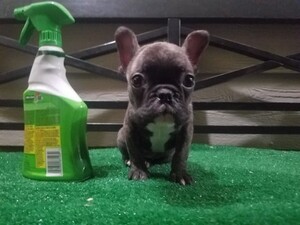 French Bulldog Puppy for sale in AGUA DULCE, CA, USA