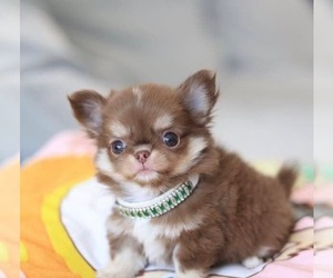 Chihuahua Puppy for sale in BULLARD, TX, USA