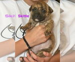 Small #3 American Bandogge mastiff