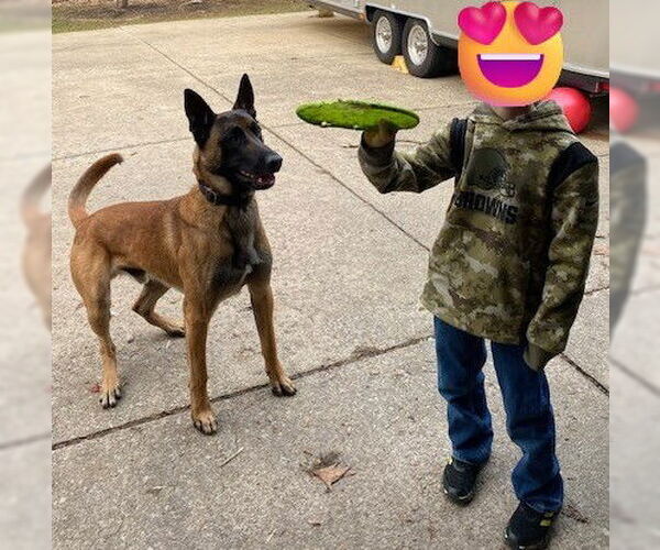 Medium Photo #2 Mutt Puppy For Sale in Stevens Point, WI, USA