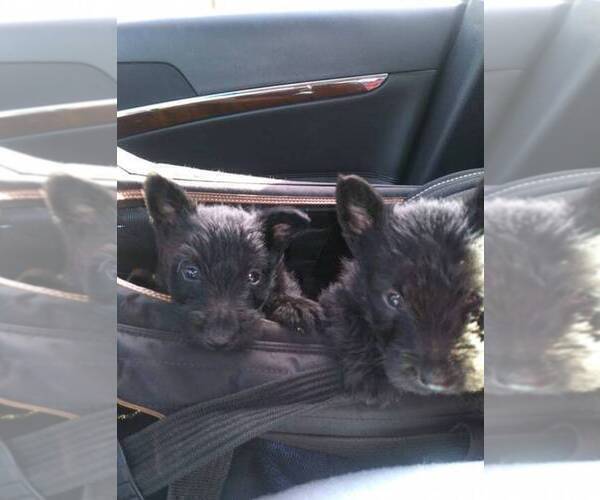 Medium Photo #2 Scottish Terrier Puppy For Sale in WHITEWOOD, SD, USA