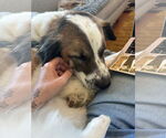 Small #4 Australian Shepherd Mix