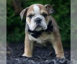 Small #3 Bulldog