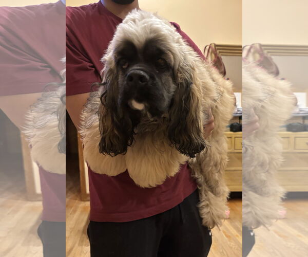 Medium Photo #5 Cocker Spaniel Puppy For Sale in Flushing, NY, USA