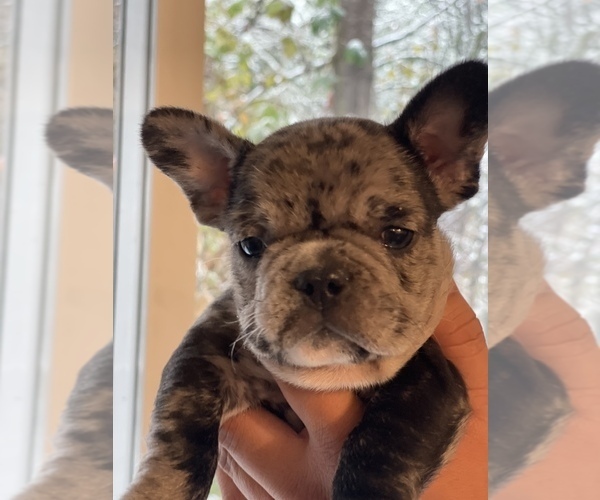 Medium Photo #1 French Bulldog Puppy For Sale in TACOMA, WA, USA
