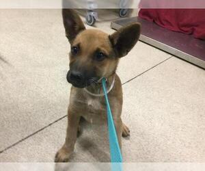 Mutt Dogs for adoption in Riverside, CA, USA