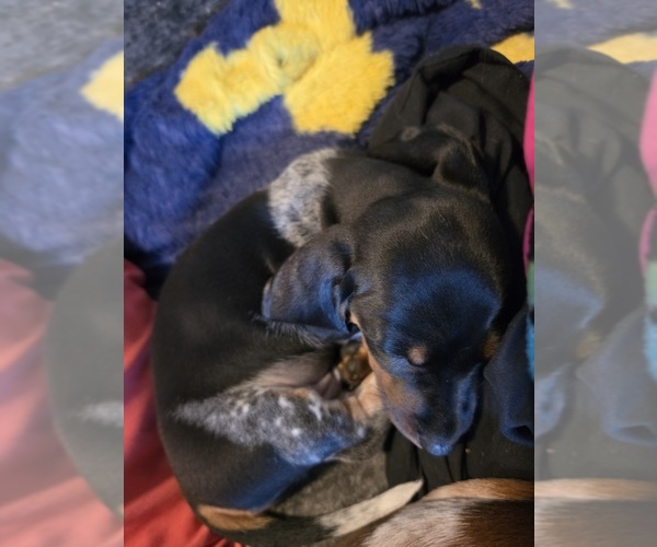Medium Photo #6 Dachshund Puppy For Sale in AUSTIN, TX, USA
