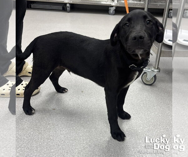 Medium Photo #3 Labrador Retriever-Unknown Mix Puppy For Sale in Washington, DC, USA