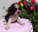 Small Photo #31 Cocker Spaniel Puppy For Sale in GOSHEN, IN, USA