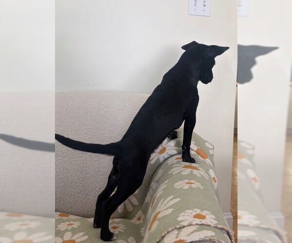 Medium Photo #4 Chihuahua-Unknown Mix Puppy For Sale in Doylestown, PA, USA