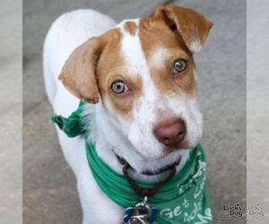 Tyna - Female Mutt Dog for Adoption