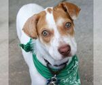 Tyna - Female Mutt Dog for Adoption - Small photo