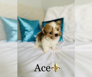 Morkie Puppy for sale in COOKEVILLE, TN, USA