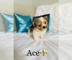 Small Photo #1 Morkie Puppy For Sale in COOKEVILLE, TN, USA